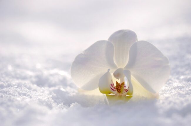 orchid-2952074_1920(1)