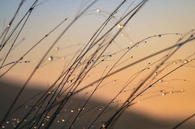 grass-gfc0051311_1920